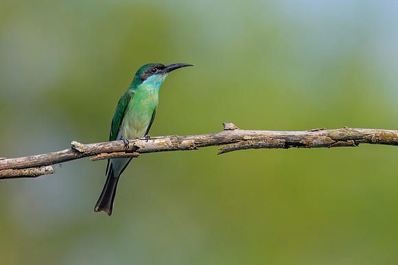 Blue-throated Bee-Eater