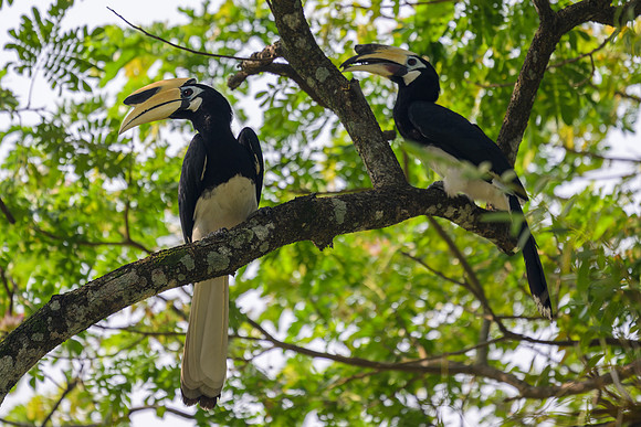Oriental Pied-Hornbill