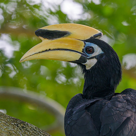 Oriental Pied-Hornbill