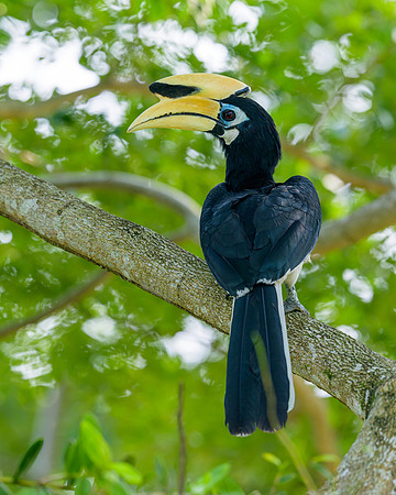 Oriental Pied-Hornbill