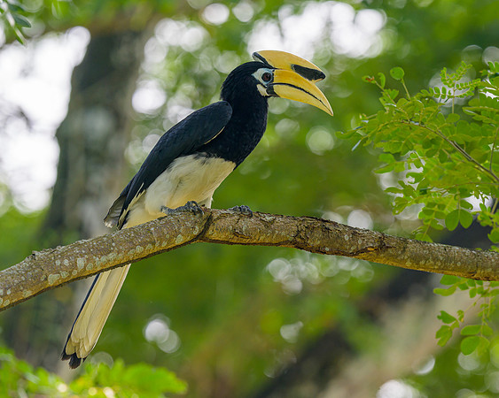 Oriental Pied-Hornbill