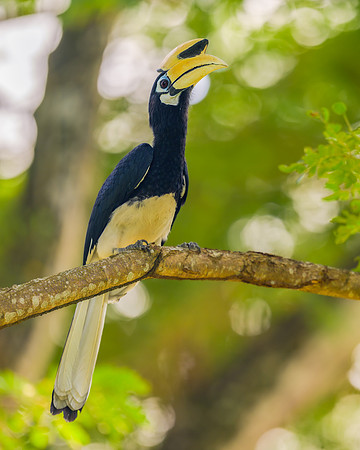 Oriental Pied-Hornbill