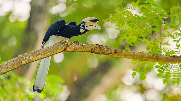 Oriental Pied-Hornbill