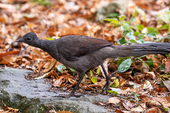 Superb Lyrebird