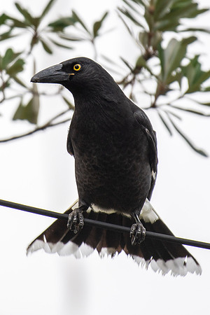 Pied Currawong