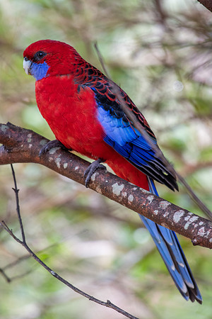 Crimson Rosella