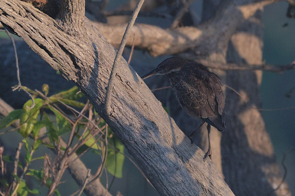 Black Bittern
