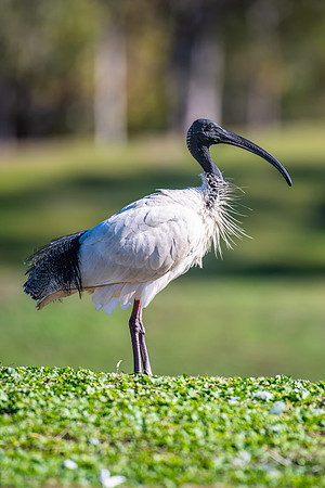 Australian White Ibis