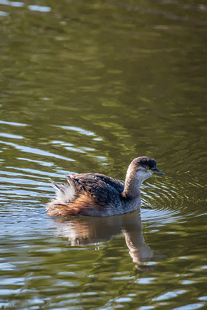 Australasian Grebe