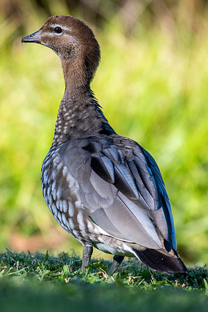 Australian Wood Duck