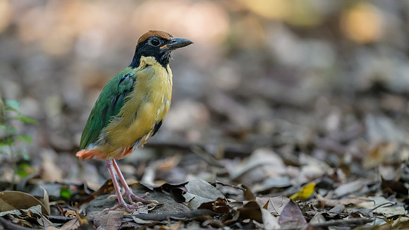 Noisy Pitta