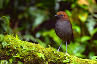 Chestnut-naped Antpitta