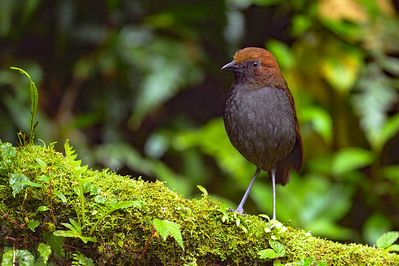 Chestnut-naped Antpitta