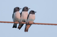 White-breasted Woodswallow