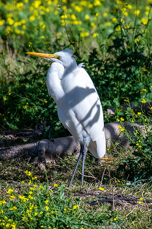 Eastern Great Egret