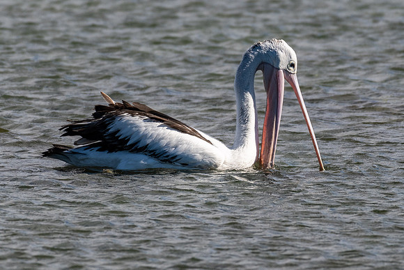 Australian Pelican