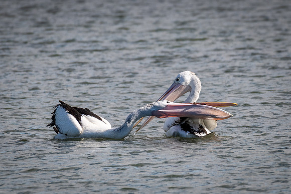 Australian Pelican