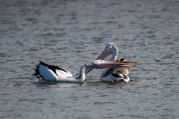 Australian Pelican