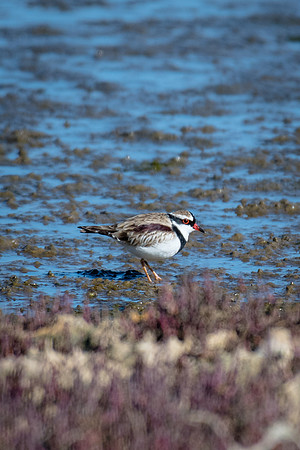 Black-fronted Dottrel