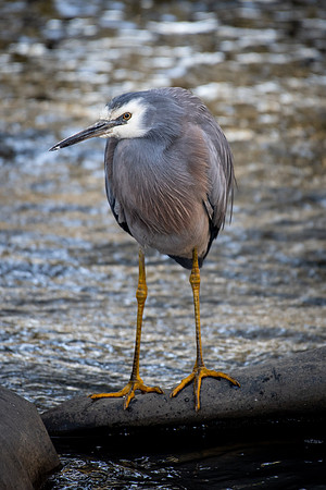 White-faced Heron