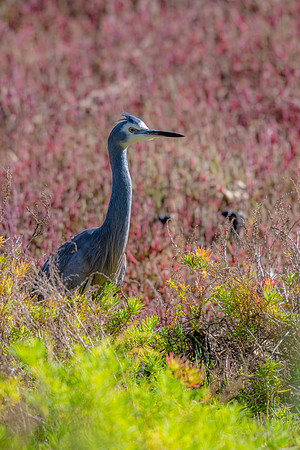 White-faced Heron