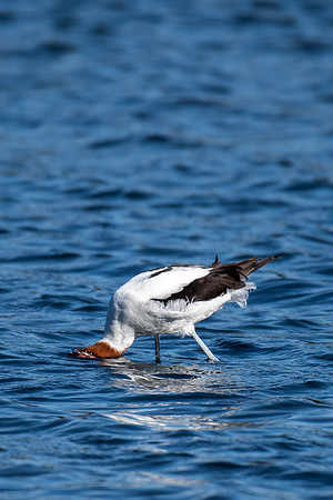 Red-necked Avocet