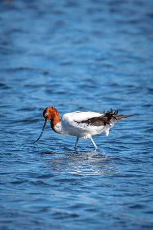 Red-necked Avocet