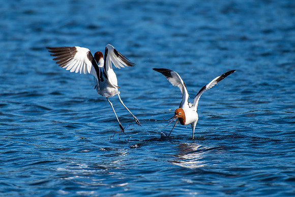 Red-necked Avocet
