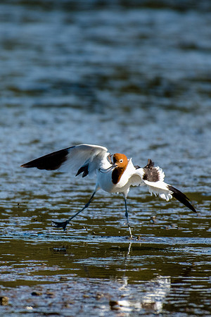 Red-necked Avocet