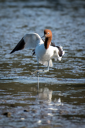 Red-necked Avocet