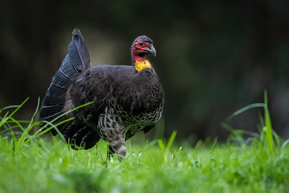 Australian Brush-turkey