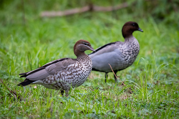 Australian Wood Duck