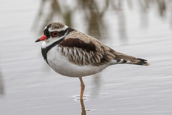 Black-fronted Dotterel