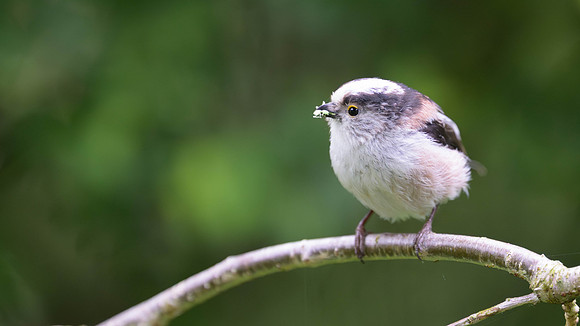 Long-tailed TIt