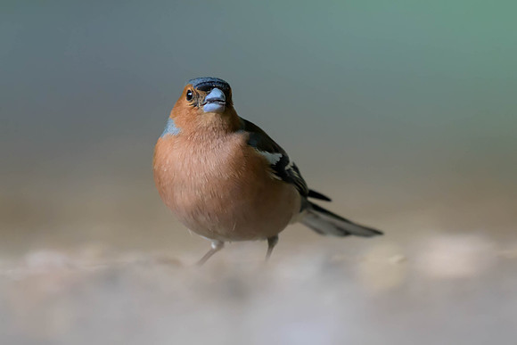 Common Chaffinch