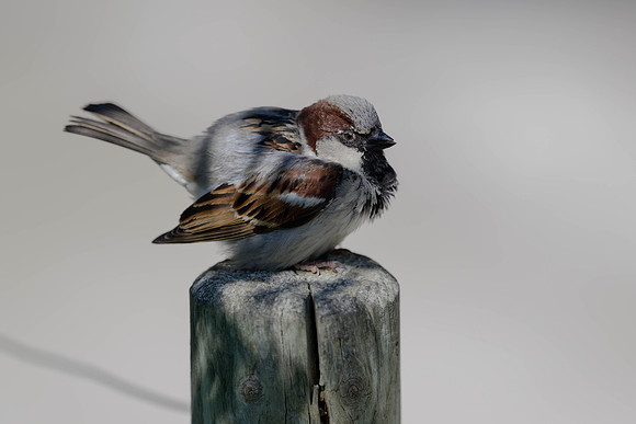House Sparrow