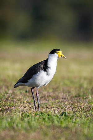 Masked Lapwing