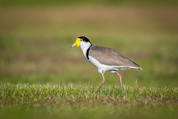 Masked Lapwing