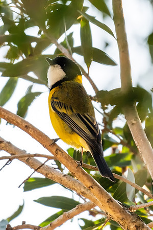 Golden Whistler