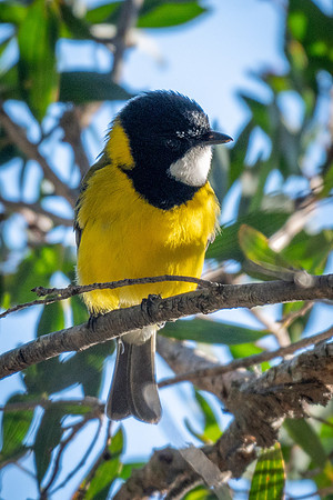 Golden Whistler