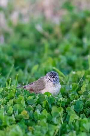 Yellow-rumped Thornbill