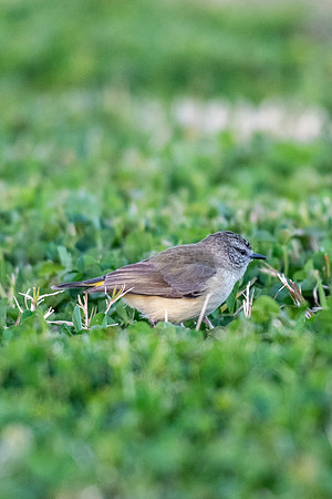 Yellow-rumped Thornbill