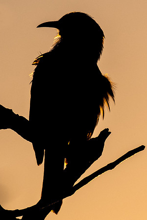 New Holland Honeyeater