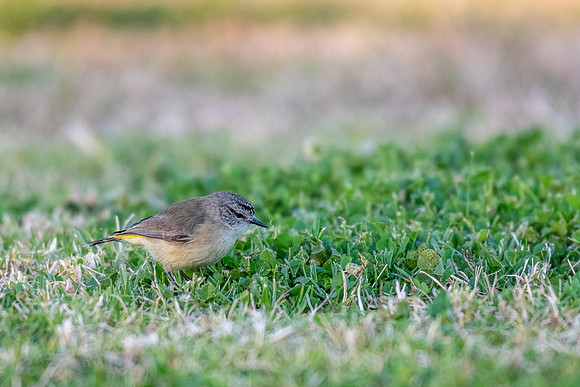 Yellow-rumped Thornbill