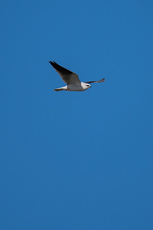 Black-shouldered Kite