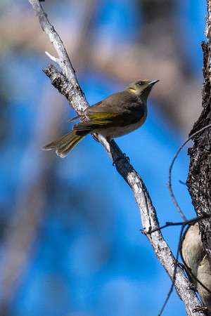 Fuscous Honeyeater