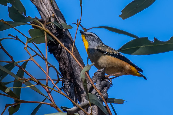 Spotted Pardalote