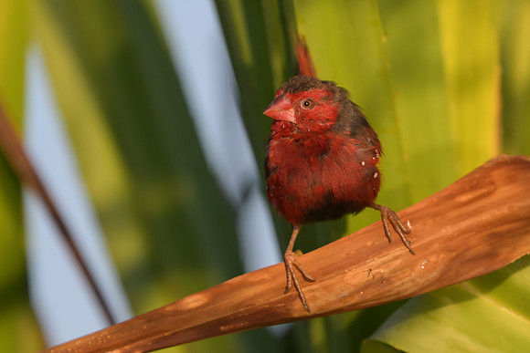 Crimson Finch