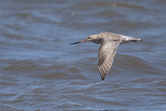 Bar-tailed Godwit