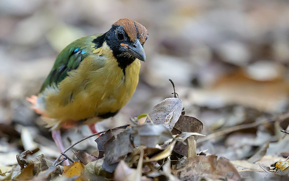 Noisy Pitta